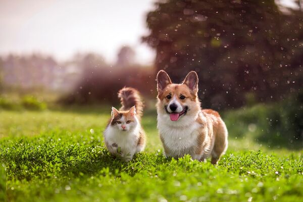 Hund und Katze