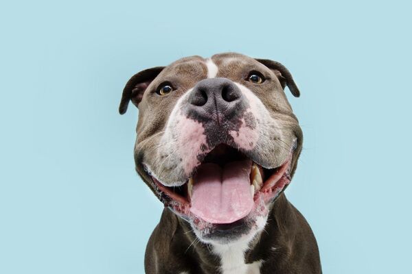 American Bully