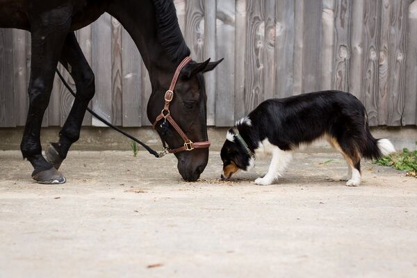 Hund und Pferd