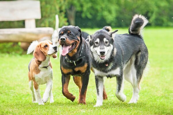Hunde im Auslauf